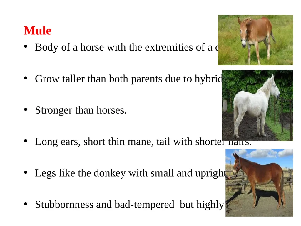 General information of Horse and its Management - slide 14 of 15