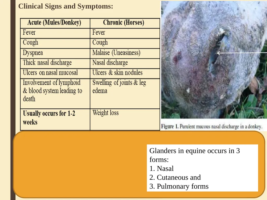 GLANDERS Anil Kumar Asst. Professor Dept. of VCC - slide 5 of 11