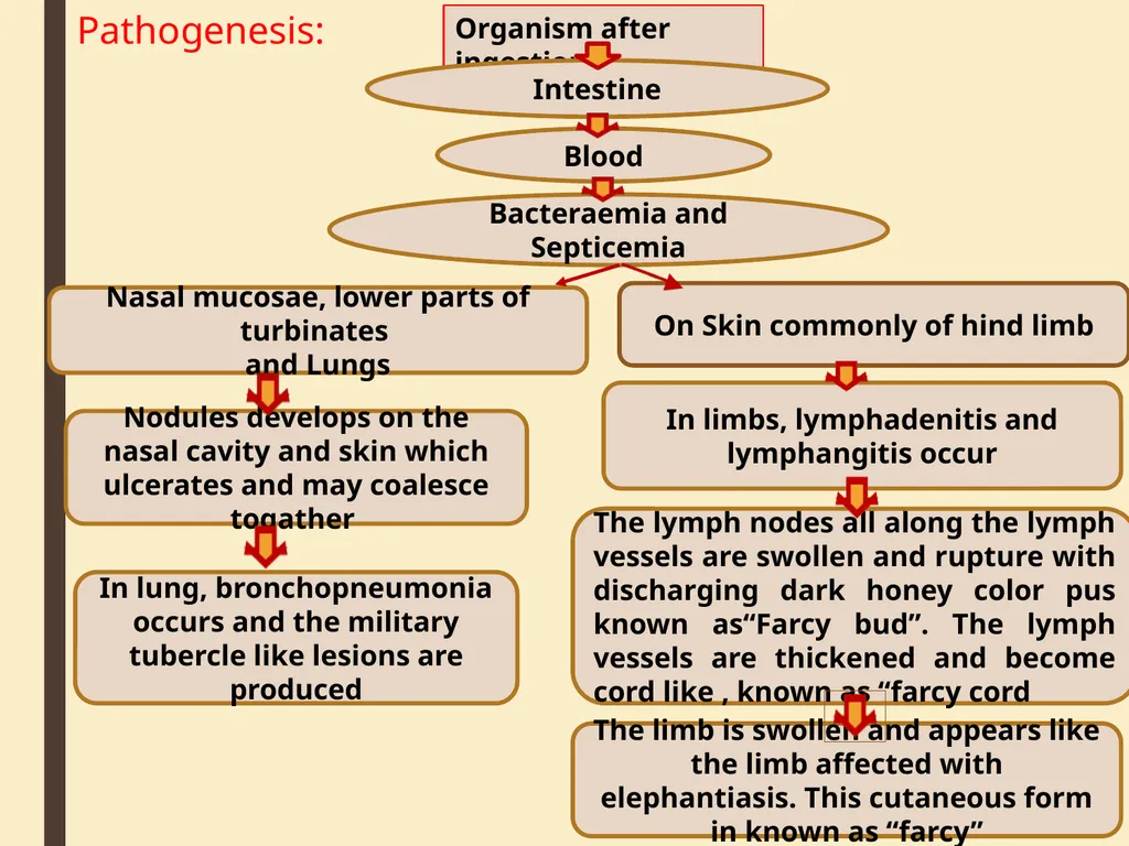GLANDERS Anil Kumar Asst. Professor Dept. of VCC - slide 4 of 11
