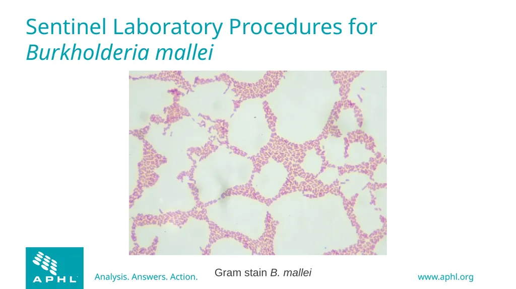Agents of Bioterrorism Burkholderia species - slide 12 of 30