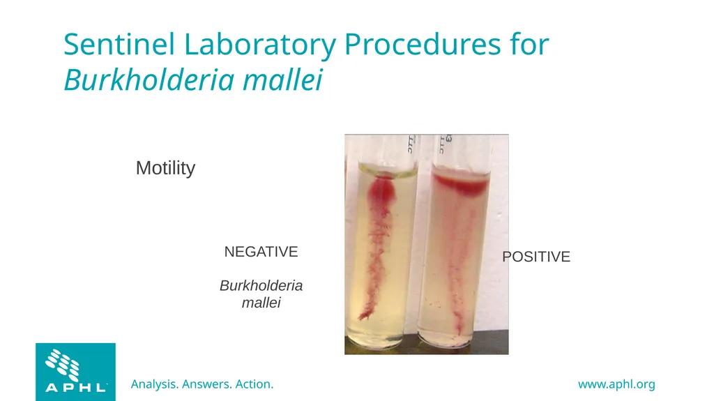 Agents of Bioterrorism Burkholderia species - slide 24 of 30