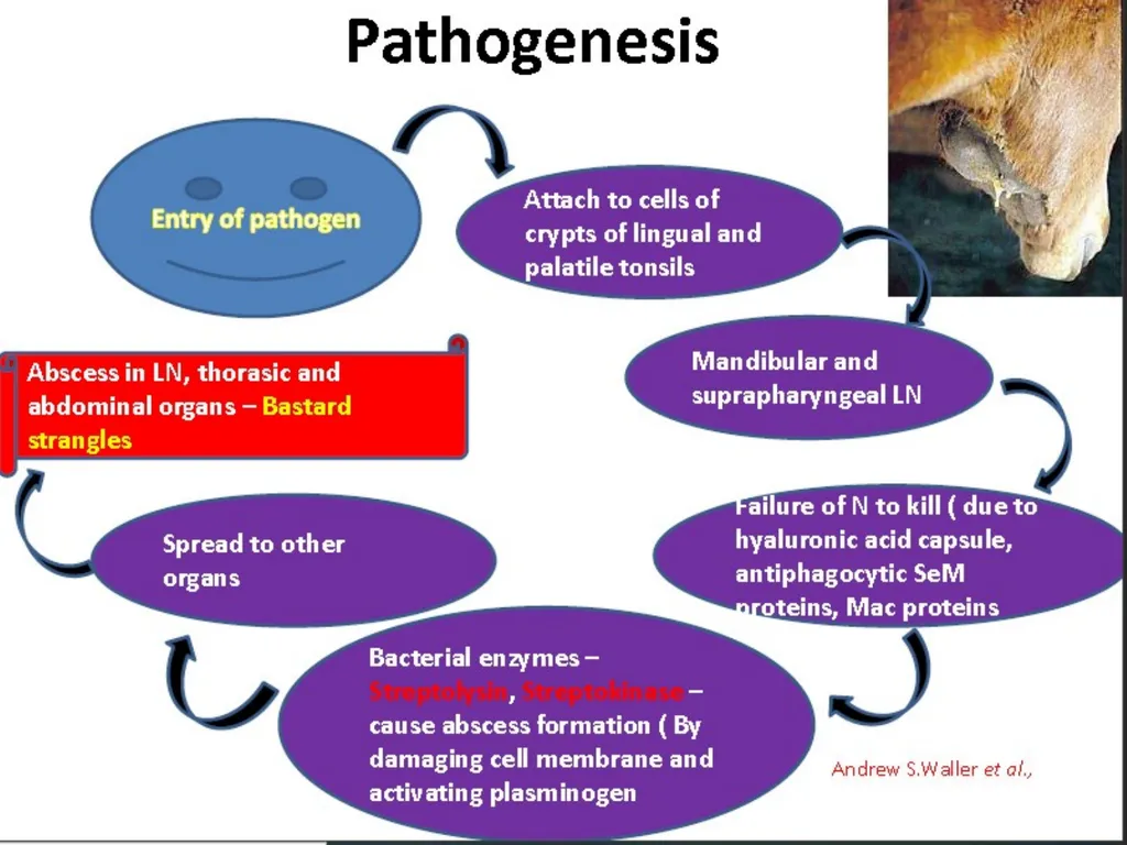 Equine Diseases (Strangles) Post Mortem Assistant - slide 3 of 8