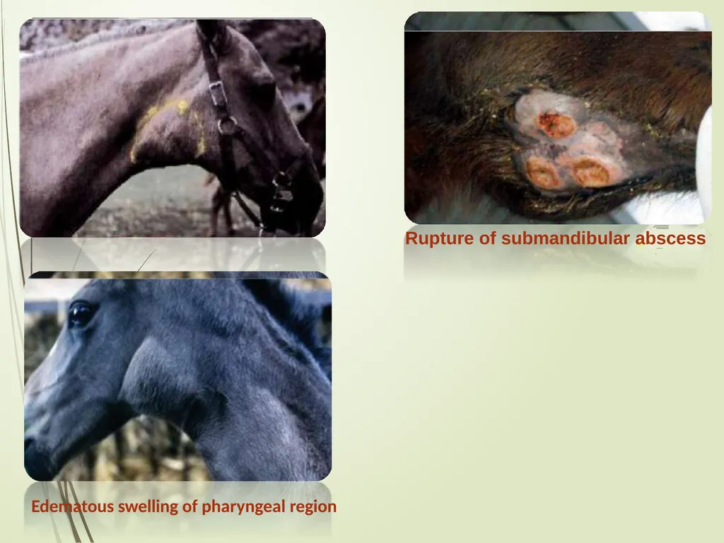 Equine Diseases (Strangles) Post Mortem Assistant - slide 5 of 8
