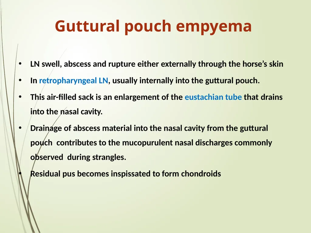 Equine Diseases (Strangles) Post Mortem Assistant - slide 4 of 8