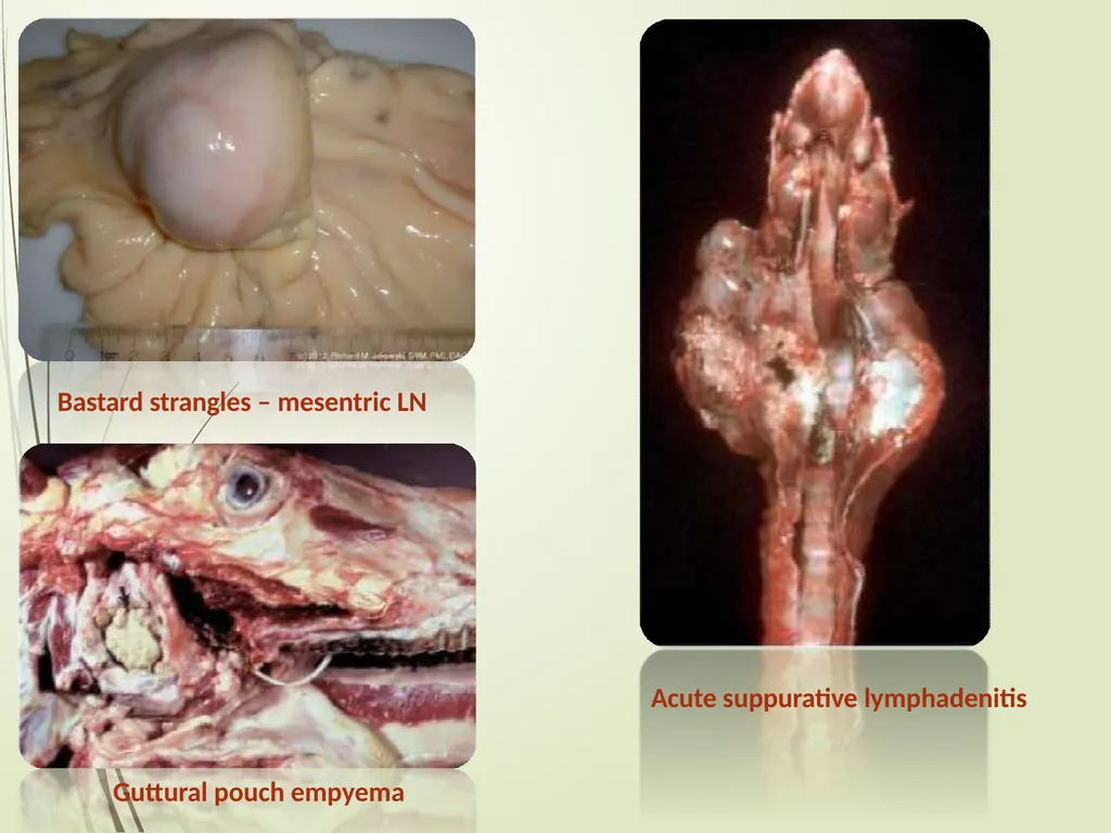 Equine Diseases (Strangles) Post Mortem Assistant - slide 6 of 8