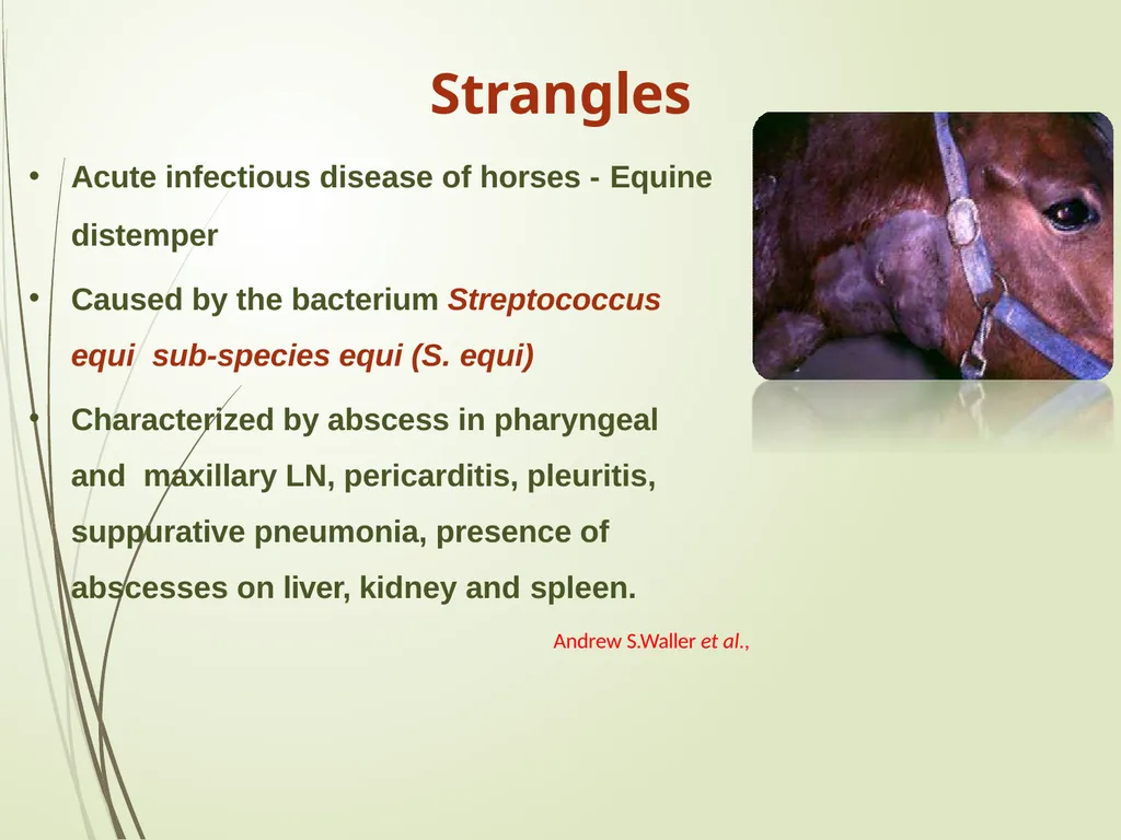 Equine Diseases (Strangles) Post Mortem Assistant - slide 2 of 8