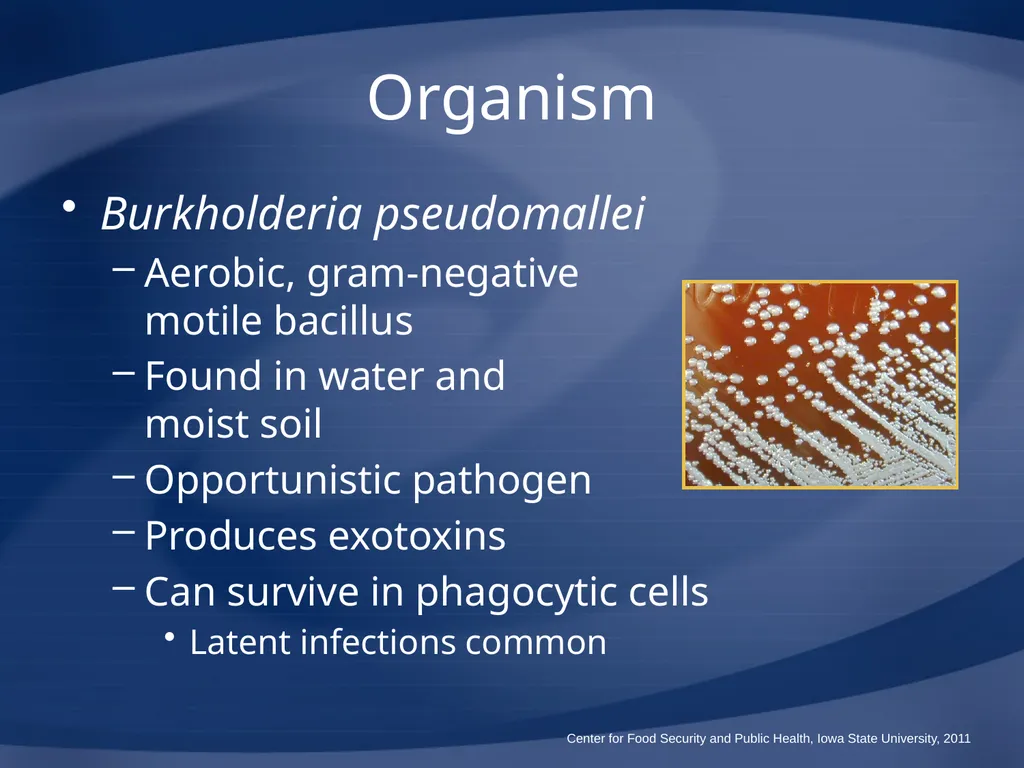 Melioidosis Pseudoglanders Whitmore Disease - slide 4 of 31