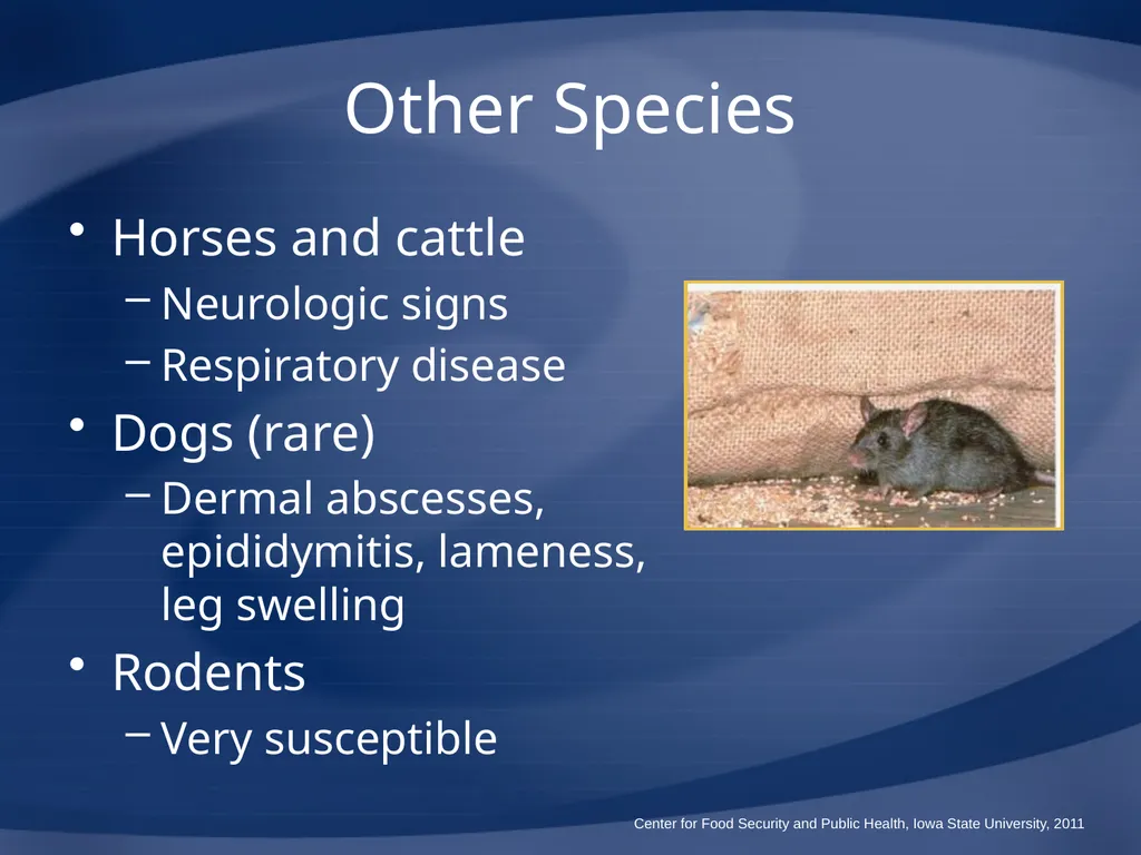 Melioidosis Pseudoglanders Whitmore Disease - slide 25 of 31