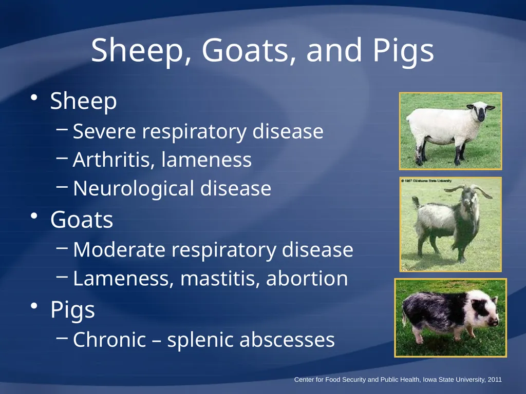 Melioidosis Pseudoglanders Whitmore Disease - slide 24 of 31