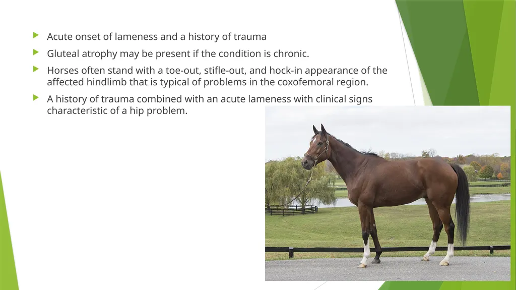 LAMENESS PART -VII Fourth Professional(OLD) Unit-6 - slide 4 of 6