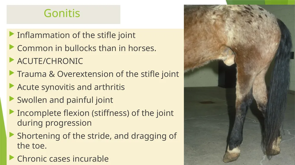 LAMENESS PART -VII Fourth Professional(OLD) Unit-6 - slide 2 of 6