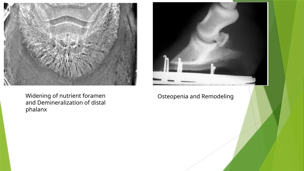 LAMENESS PART -VII Fourth Professional(OLD) Unit-6 - slide 6 of 6