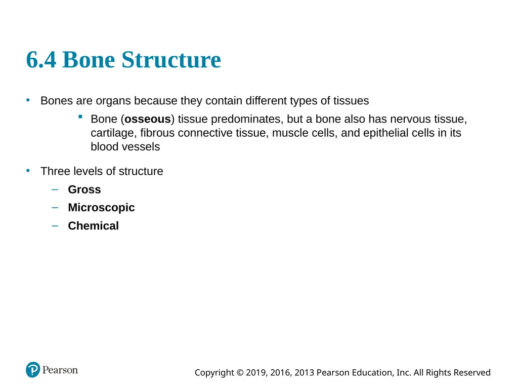 Human Anatomy and Physiology Eleventh Edition - slide 17 of 54