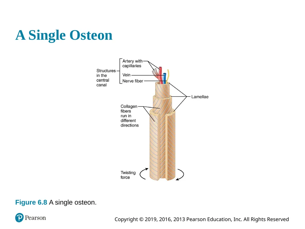 Human Anatomy and Physiology Eleventh Edition - slide 44 of 54