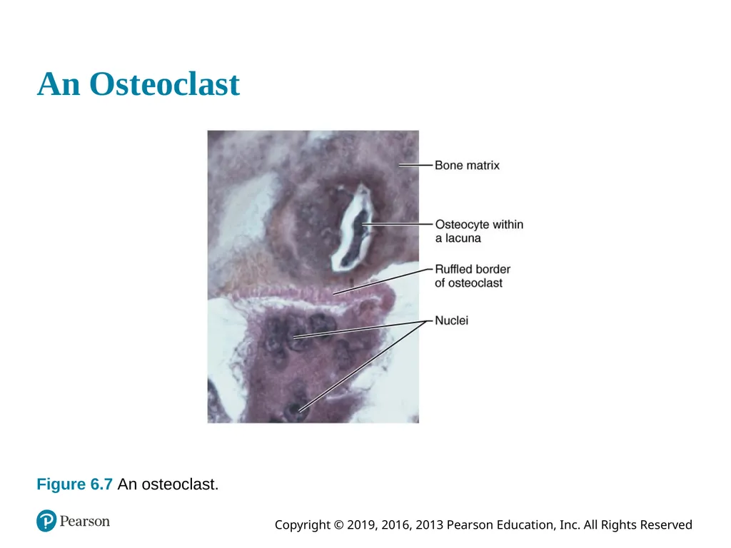 Human Anatomy and Physiology Eleventh Edition - slide 41 of 54