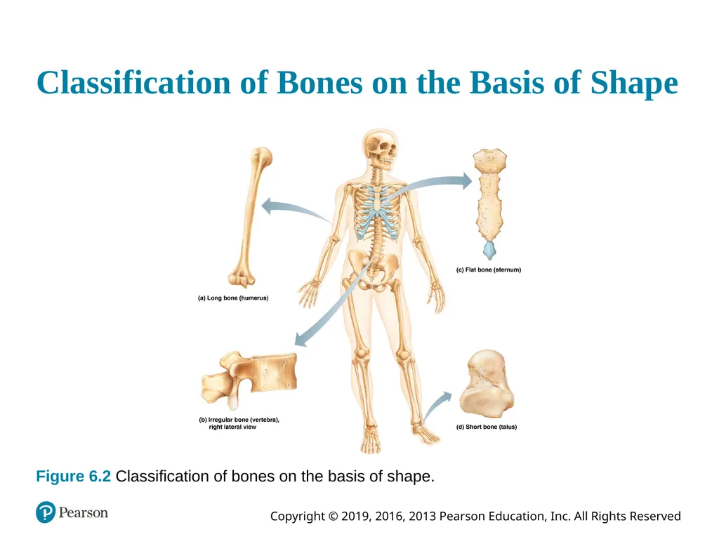 Human Anatomy and Physiology Eleventh Edition - slide 16 of 54