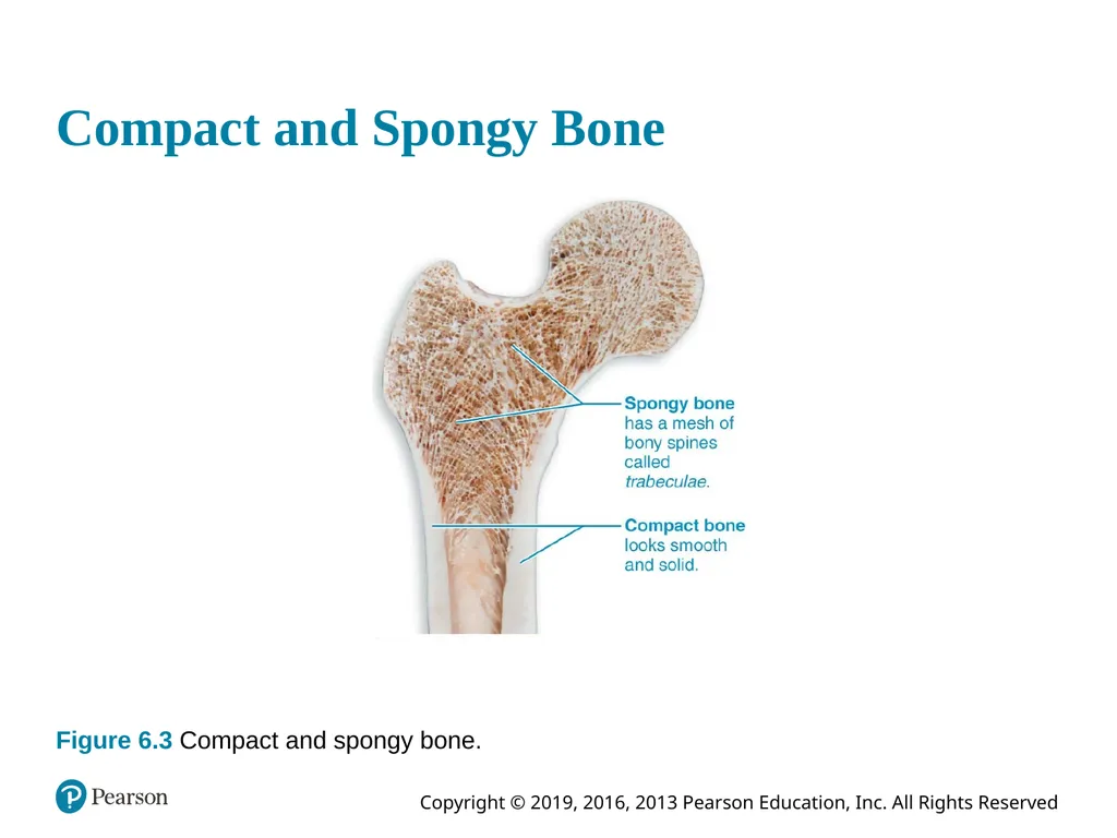 Human Anatomy and Physiology Eleventh Edition - slide 19 of 54