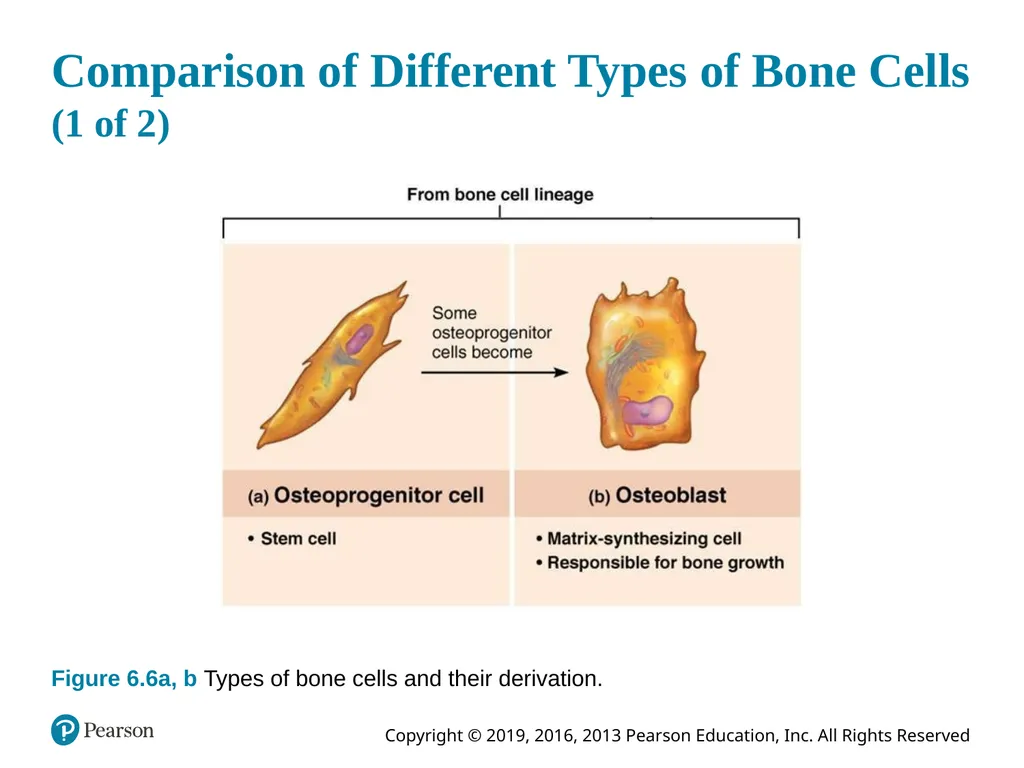 Human Anatomy and Physiology Eleventh Edition - slide 36 of 54