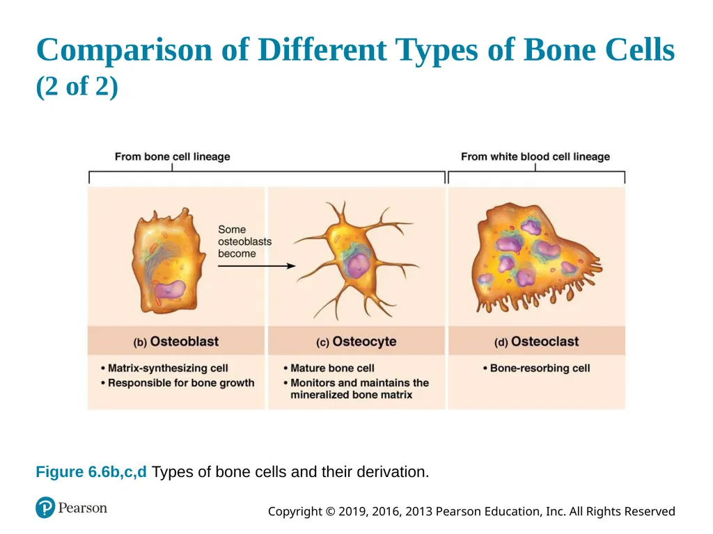 Human Anatomy and Physiology Eleventh Edition - slide 40 of 54