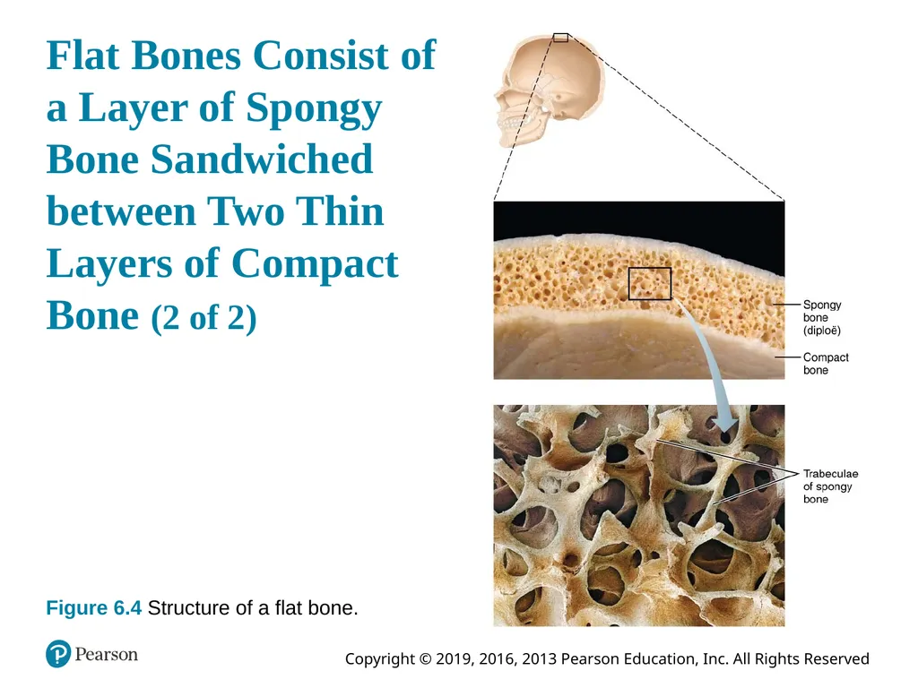 Human Anatomy and Physiology Eleventh Edition - slide 50 of 54