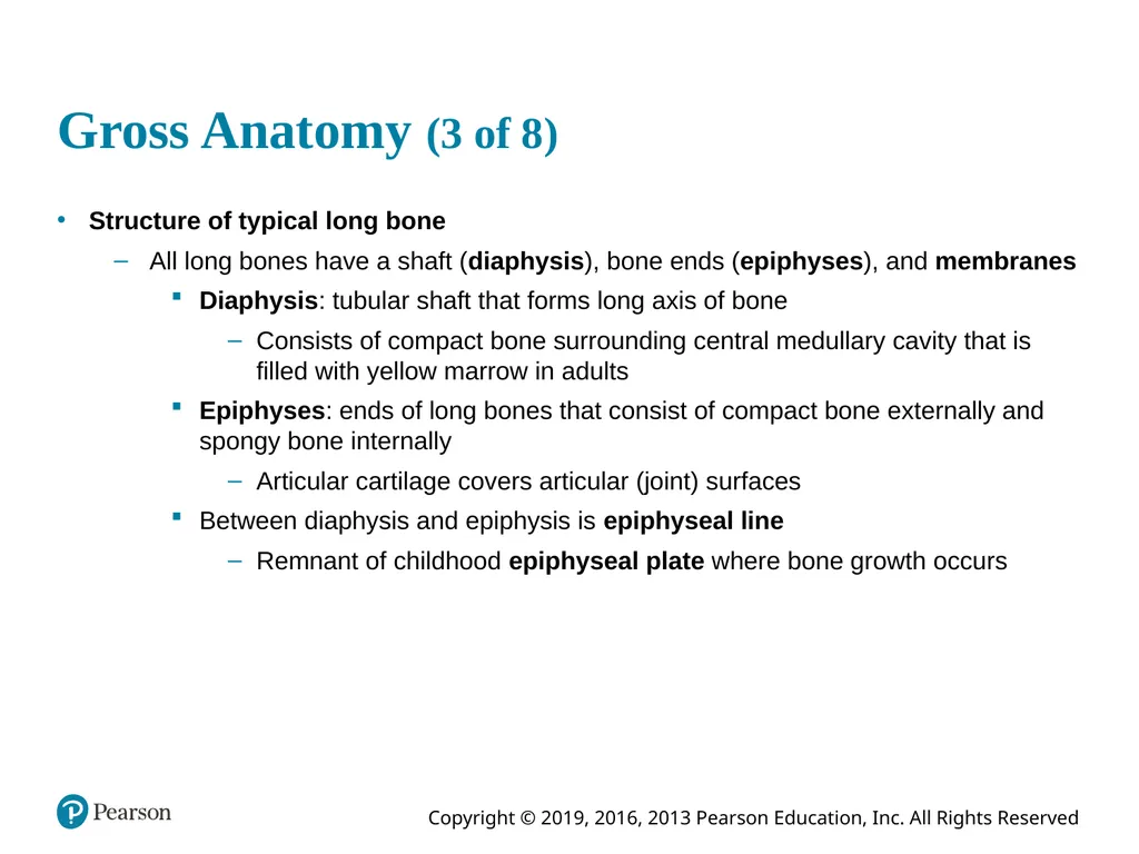 Human Anatomy and Physiology Eleventh Edition - slide 22 of 54
