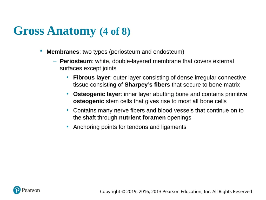 Human Anatomy and Physiology Eleventh Edition - slide 25 of 54