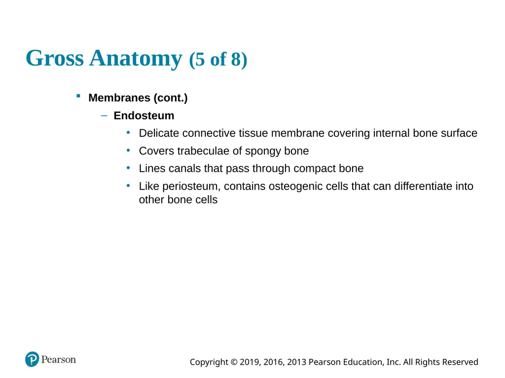 Human Anatomy and Physiology Eleventh Edition - slide 26 of 54