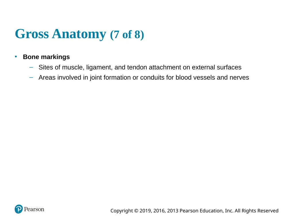 Human Anatomy and Physiology Eleventh Edition - slide 29 of 54