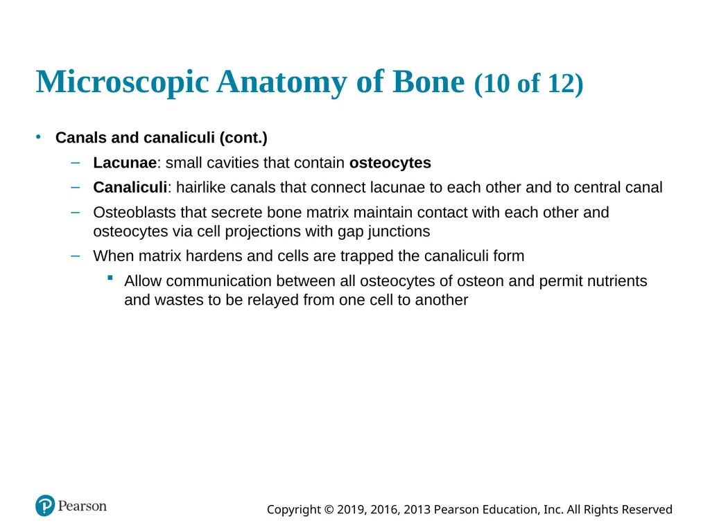 Human Anatomy and Physiology Eleventh Edition - slide 46 of 54