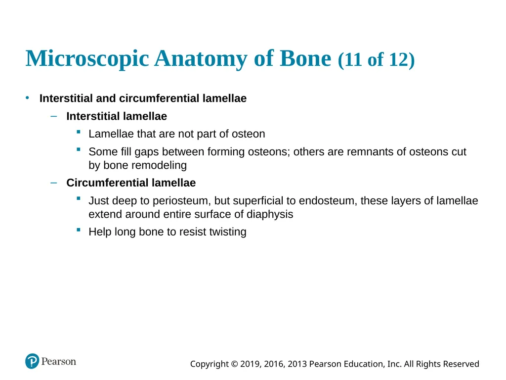 Human Anatomy and Physiology Eleventh Edition - slide 47 of 54