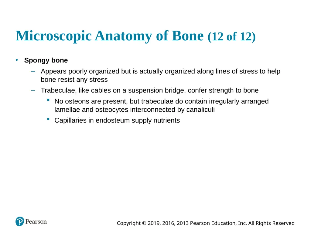 Human Anatomy and Physiology Eleventh Edition - slide 49 of 54