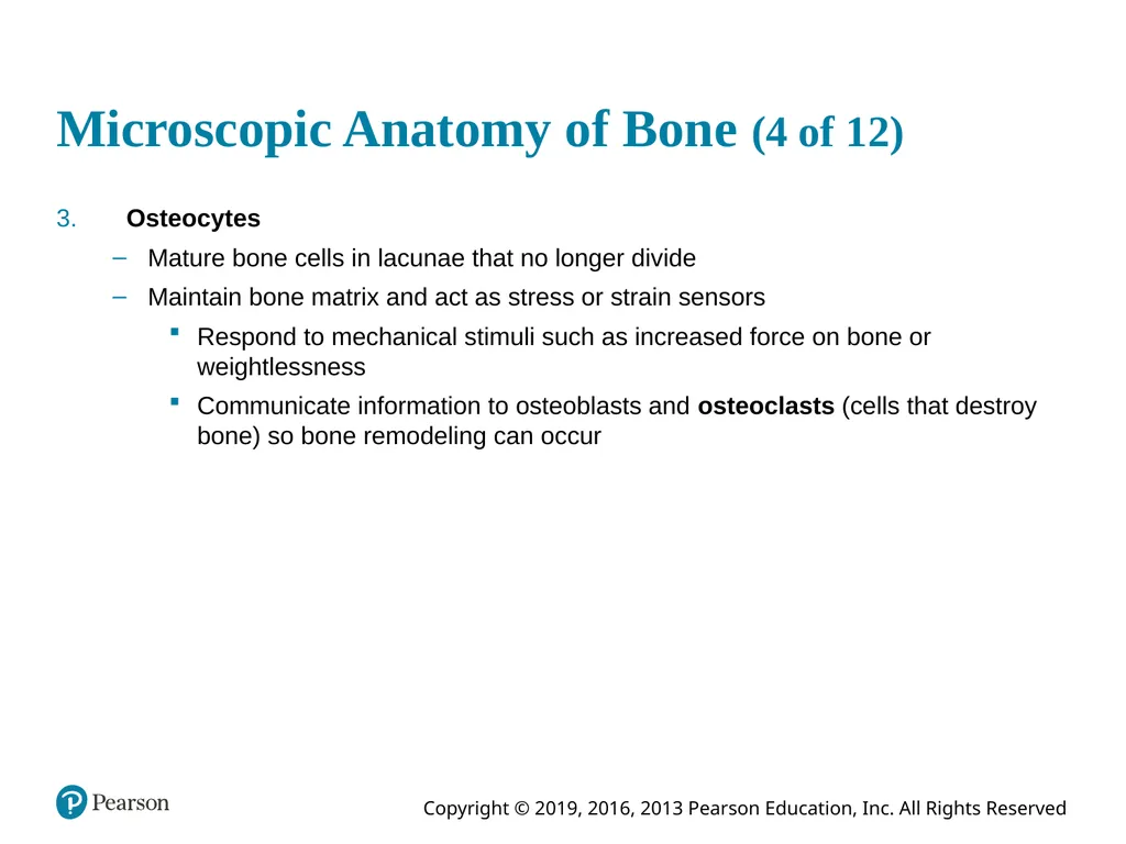 Human Anatomy and Physiology Eleventh Edition - slide 37 of 54