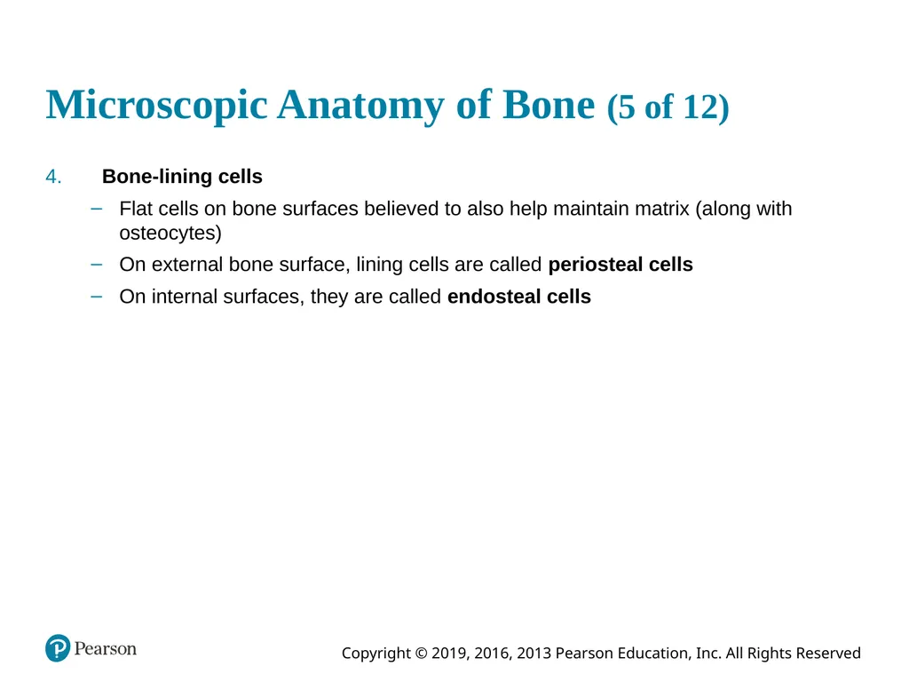 Human Anatomy and Physiology Eleventh Edition - slide 38 of 54