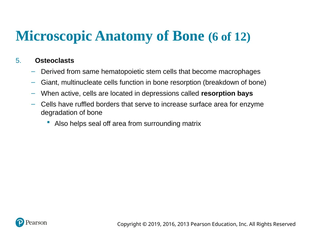 Human Anatomy and Physiology Eleventh Edition - slide 39 of 54