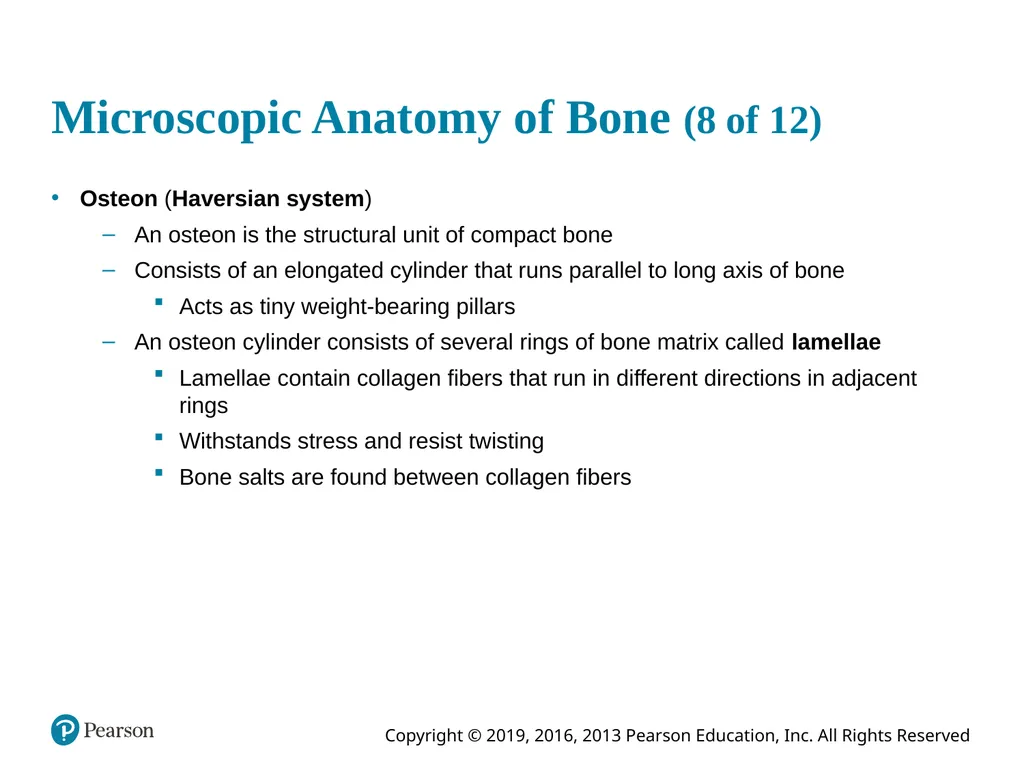 Human Anatomy and Physiology Eleventh Edition - slide 43 of 54