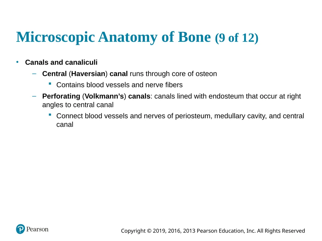 Human Anatomy and Physiology Eleventh Edition - slide 45 of 54