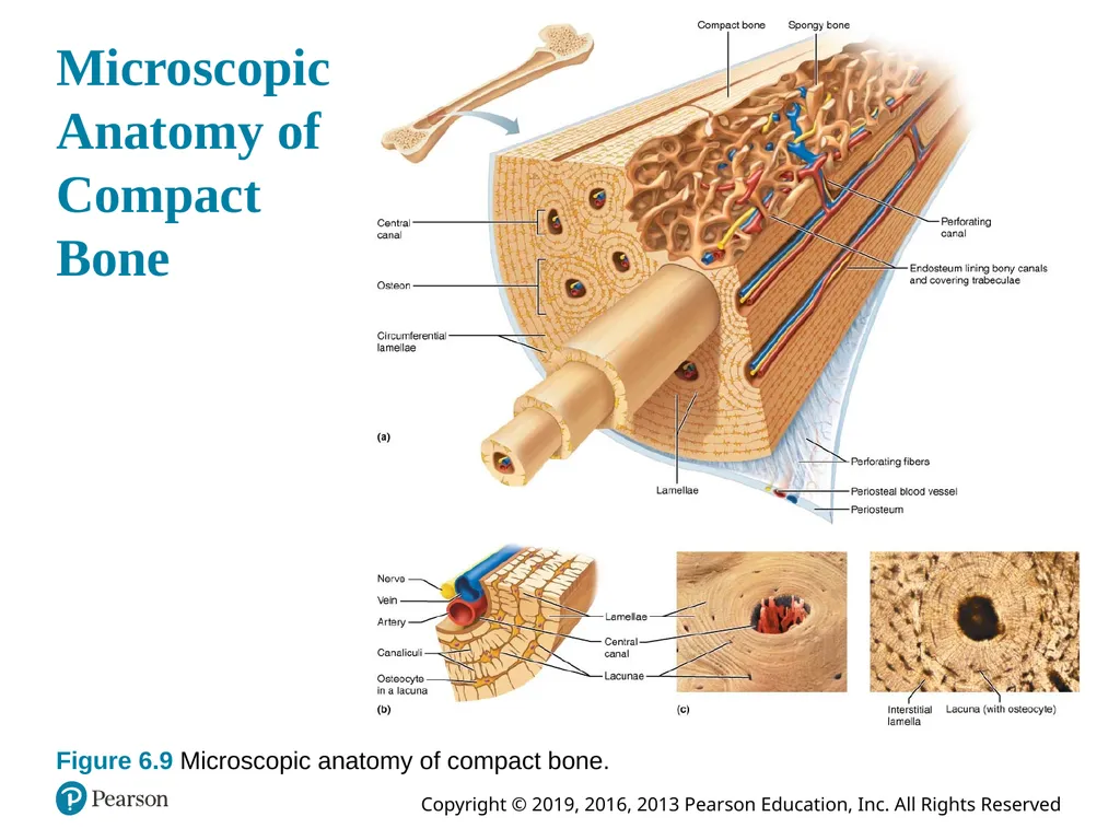 Human Anatomy and Physiology Eleventh Edition - slide 48 of 54
