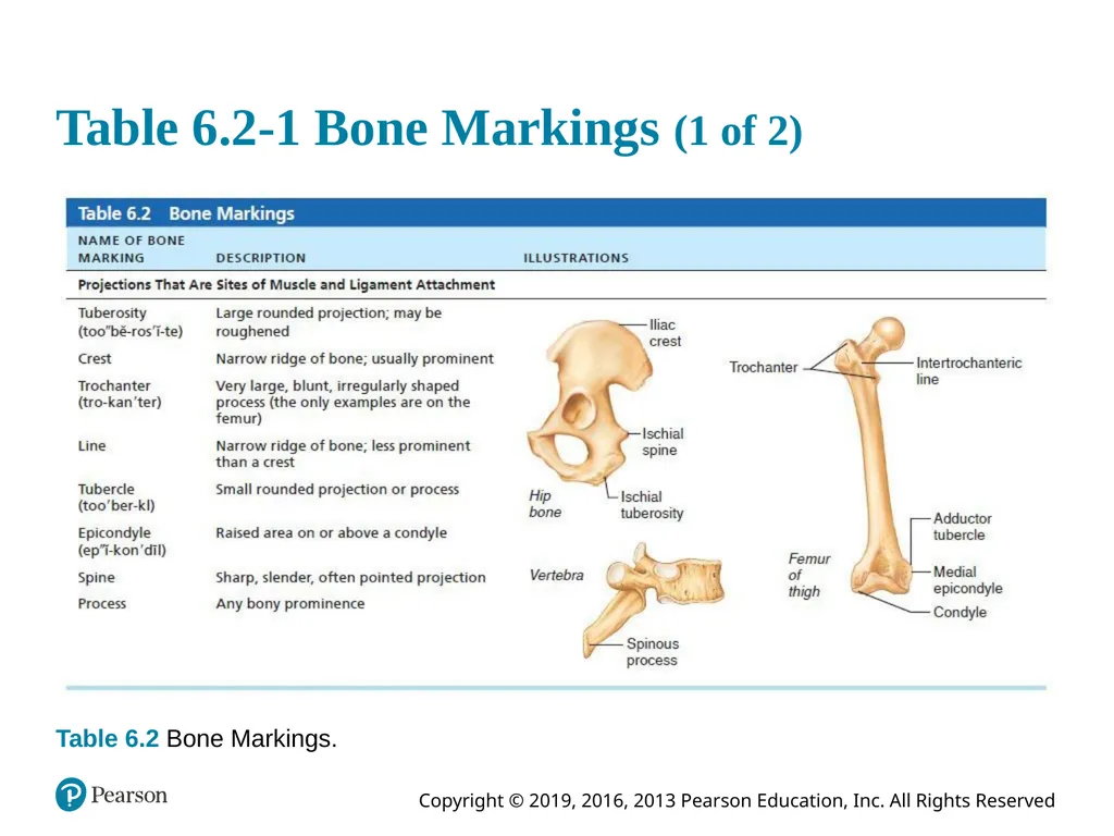 Human Anatomy and Physiology Eleventh Edition - slide 31 of 54