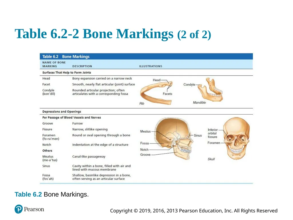 Human Anatomy and Physiology Eleventh Edition - slide 32 of 54