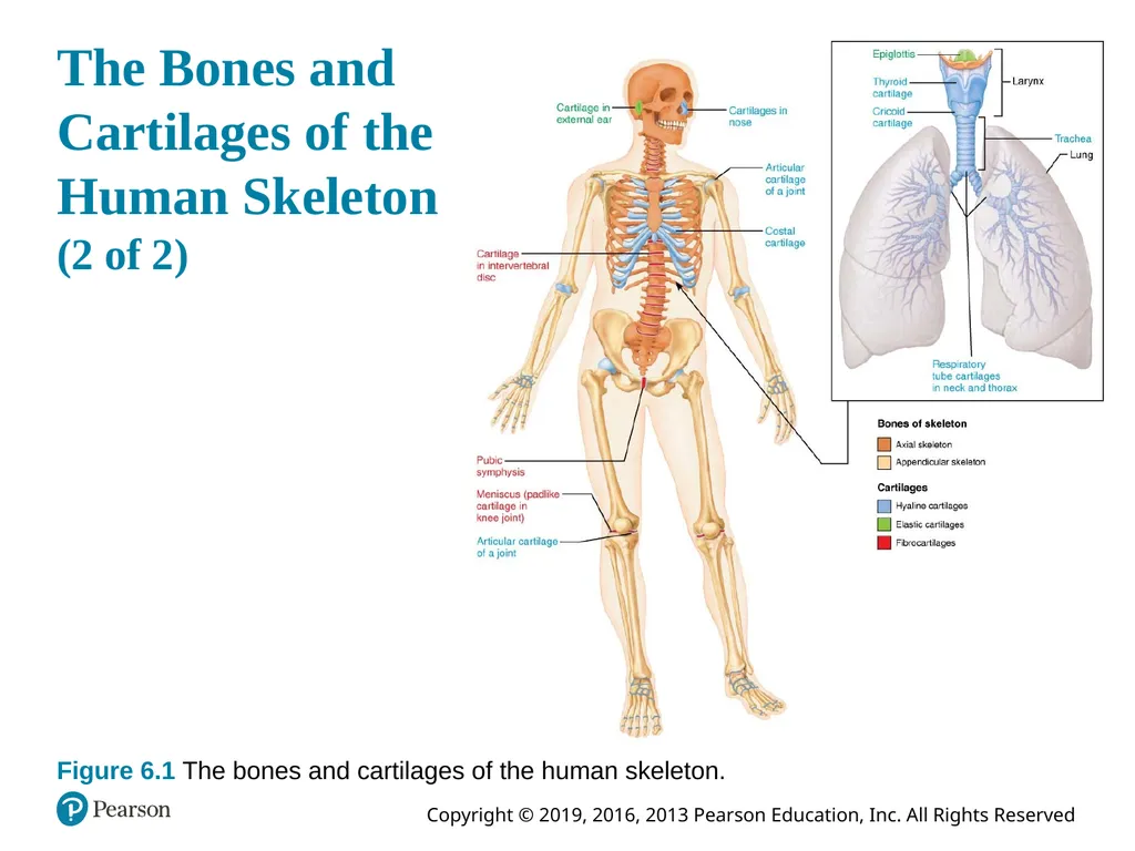 Human Anatomy and Physiology Eleventh Edition - slide 13 of 54