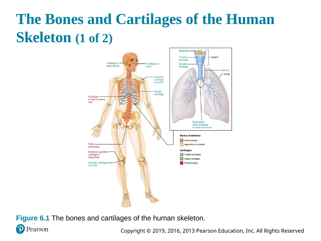Human Anatomy and Physiology Eleventh Edition - slide 7 of 54