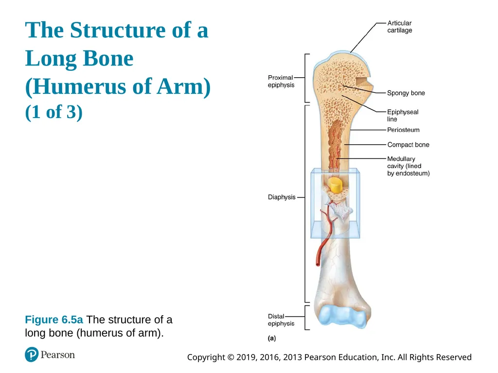 Human Anatomy and Physiology Eleventh Edition - slide 23 of 54