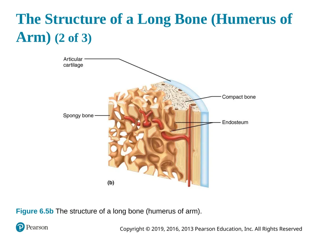 Human Anatomy and Physiology Eleventh Edition - slide 24 of 54