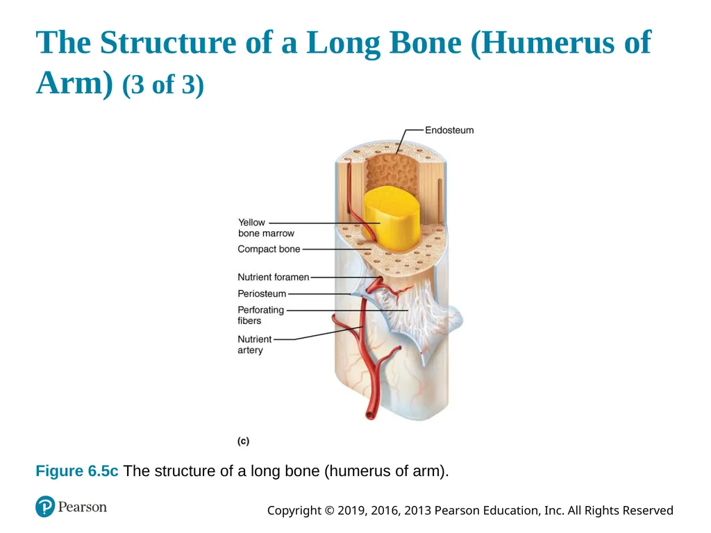 Human Anatomy and Physiology Eleventh Edition - slide 27 of 54