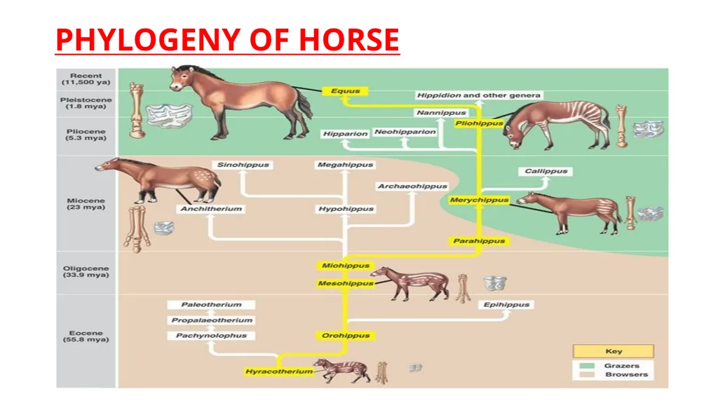 EVOLUTION OF HORSE PRESENTED BY KAVITA PRAJAPATI - slide 9 of 12