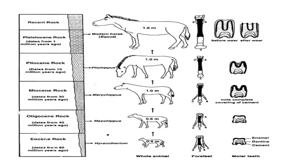 EVOLUTION OF HORSE PRESENTED BY KAVITA PRAJAPATI - slide 10 of 12