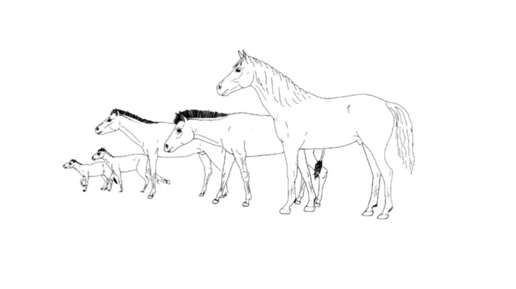 EVOLUTION OF HORSE PRESENTED BY KAVITA PRAJAPATI - slide 8 of 12