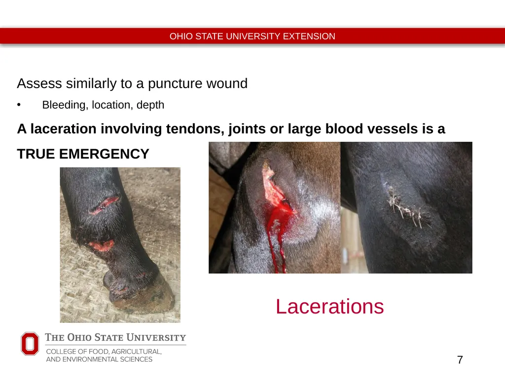 Basic Equine Wound Care Timothy McDermott DVM - slide 7 of 11