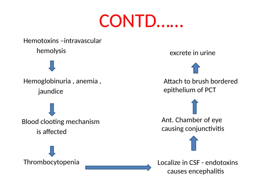 Leptospirosis is a bacterial disease that affects - slide 12 of 28