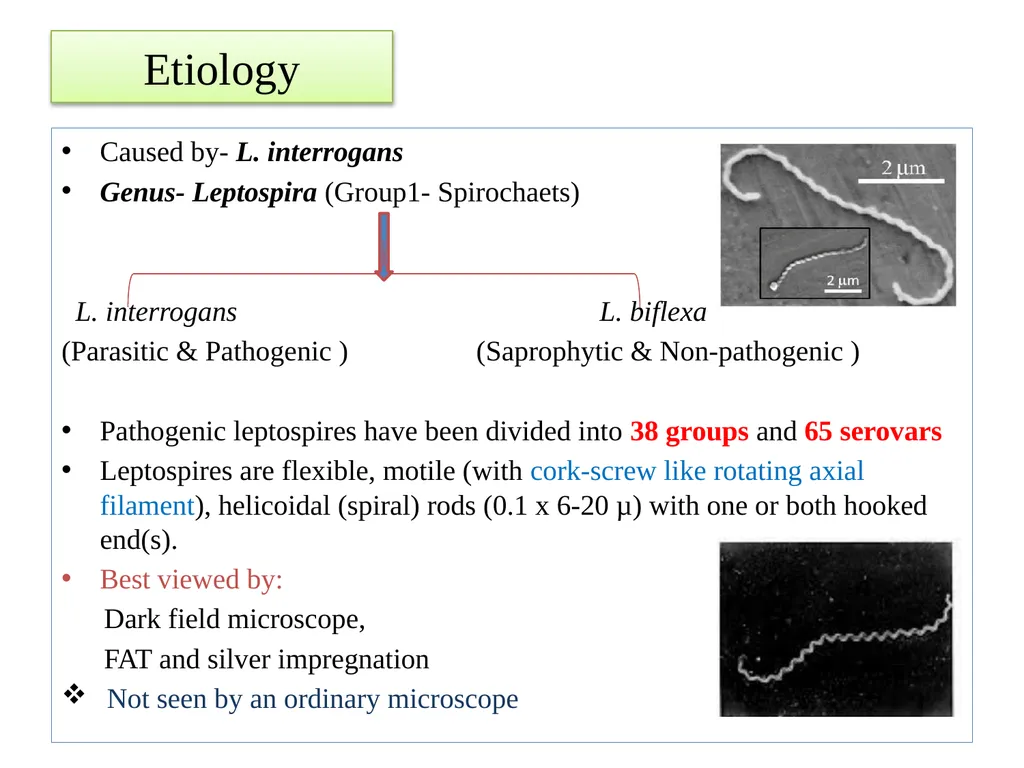 Leptospirosis is a bacterial disease that affects - slide 3 of 28